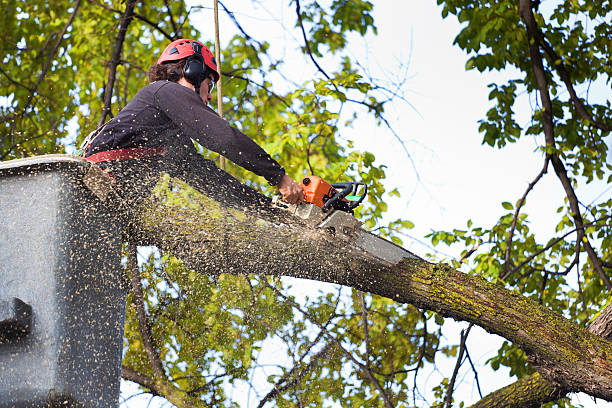 Trusted Chama, NM Tree Services Experts